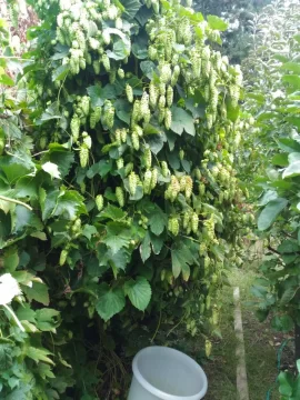 [Hearth.com] 2019 Garden Thread
