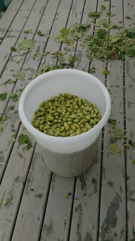 [Hearth.com] 2019 Garden Thread