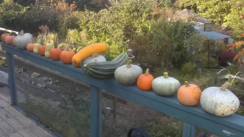 [Hearth.com] 2019 Garden Thread