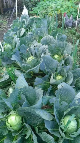 [Hearth.com] 2019 Garden Thread