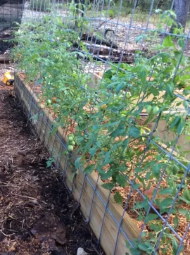 [Hearth.com] 2019 Garden Thread