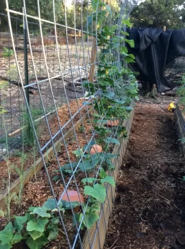 [Hearth.com] 2019 Garden Thread