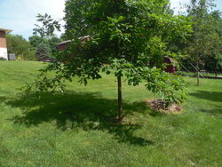 Pruning young oak