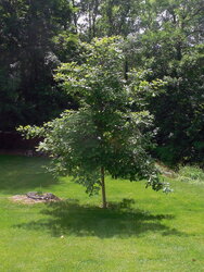 Pruning young oak
