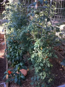 [Hearth.com] 2019 Garden Thread