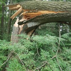 PSA: Sudden Oak limb drop from excessive summer heat