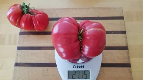 [Hearth.com] 2019 Garden Thread