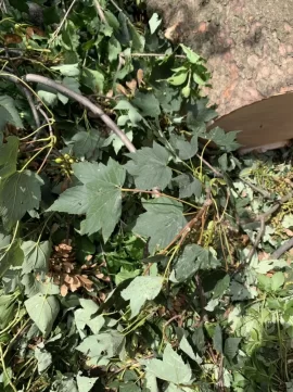[Hearth.com] Tree ID Question