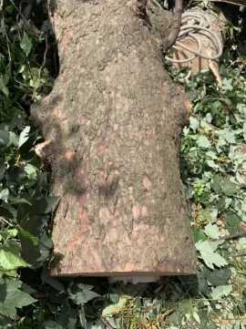 [Hearth.com] Tree ID Question
