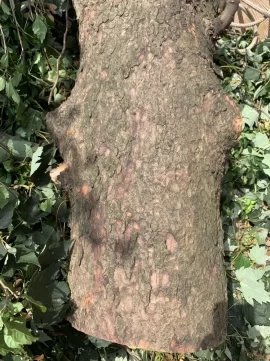[Hearth.com] Tree ID Question