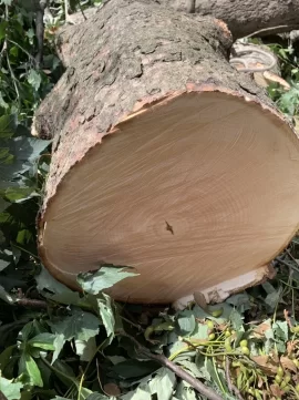 [Hearth.com] Tree ID Question