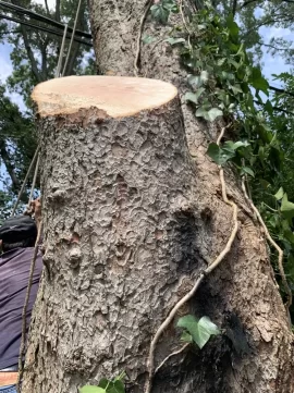 [Hearth.com] Tree ID Question