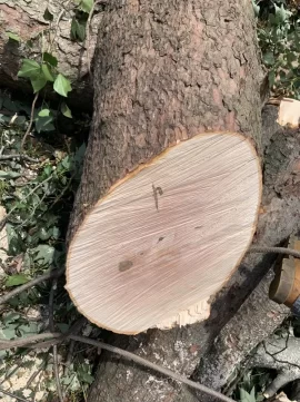 [Hearth.com] Tree ID Question