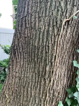[Hearth.com] Tree ID Question