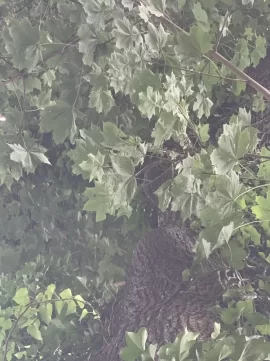 [Hearth.com] Tree ID Question