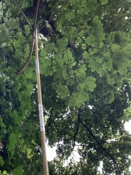 [Hearth.com] Tree ID Question