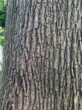 [Hearth.com] Tree ID Question