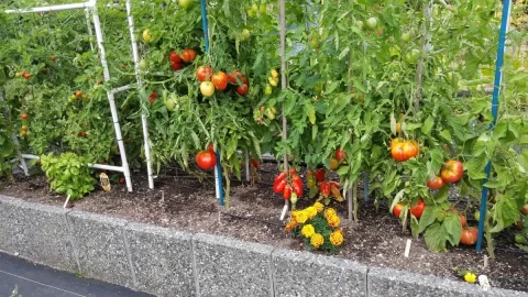 [Hearth.com] 2019 Garden Thread