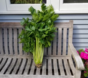 [Hearth.com] 2019 Garden Thread