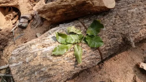 Tree ID & Suggestions...