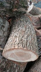 Help with "Hickory" bark ID? Edit; The call is Elm.
