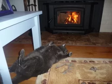 [Hearth.com] We love our Pacific Energy Super Insert!