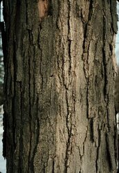 Tree Bark Identification