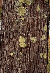 Tree Bark Identification