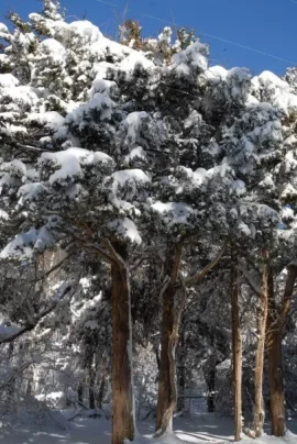 [Hearth.com] Pics from the last storm