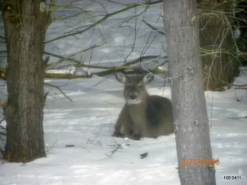 [Hearth.com] Deer taking a break on the North side!
