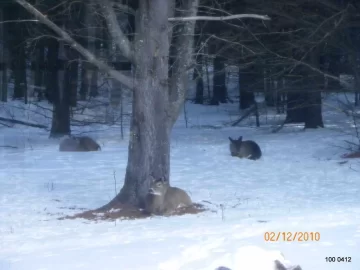 [Hearth.com] Deer taking a break on the North side!