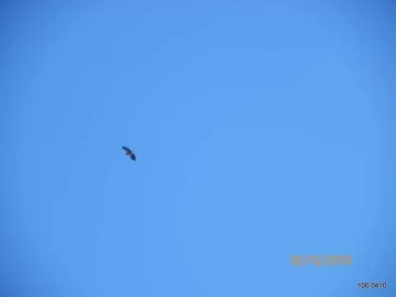 [Hearth.com] Soaring Hawk!