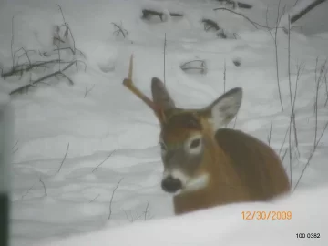 [Hearth.com] Deer taking a break on the North side!