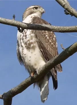 [Hearth.com] Soaring Hawk!