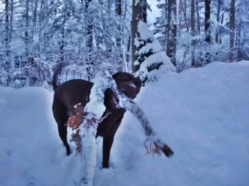 [Hearth.com] Snow, firewood, and my best friend