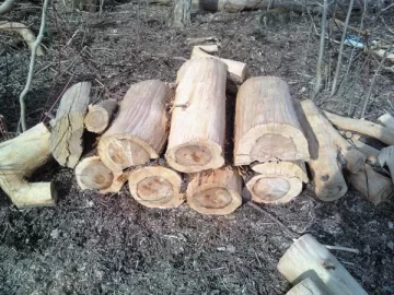 [Hearth.com] A picture taken after last winter ended