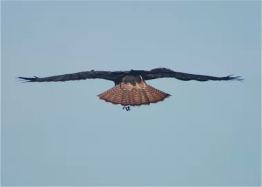 [Hearth.com] Soaring Hawk!