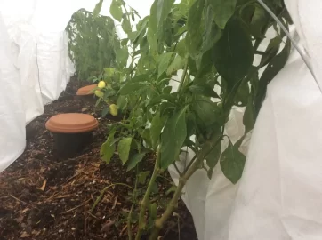 [Hearth.com] 2019 Garden Thread