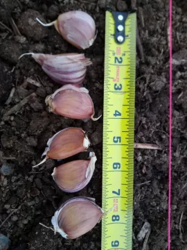 [Hearth.com] 2019 Garden Thread