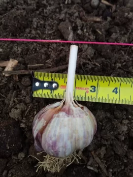 [Hearth.com] 2019 Garden Thread