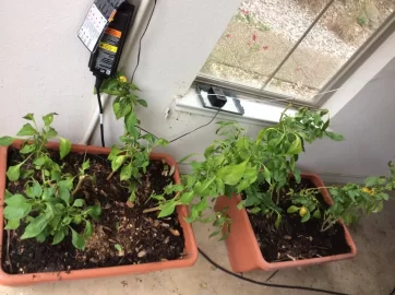 [Hearth.com] 2019 Garden Thread