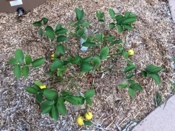 [Hearth.com] 2019 Garden Thread