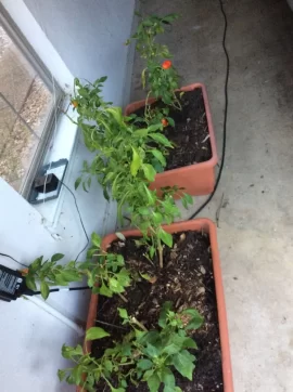 [Hearth.com] 2019 Garden Thread