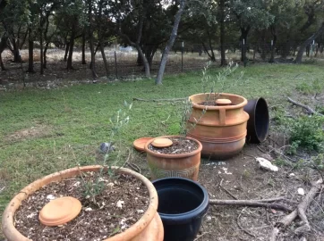 [Hearth.com] 2019 Garden Thread