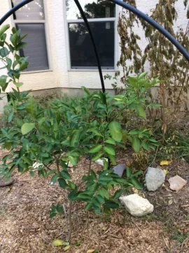 [Hearth.com] 2019 Garden Thread