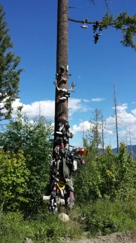 [Hearth.com] This tree has a lot of sole!