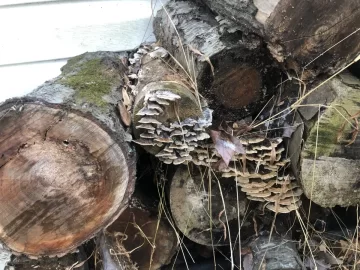 [Hearth.com] Shelf fungus on wood pile