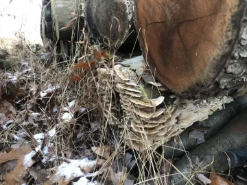[Hearth.com] Shelf fungus on wood pile