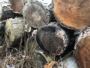 [Hearth.com] Shelf fungus on wood pile
