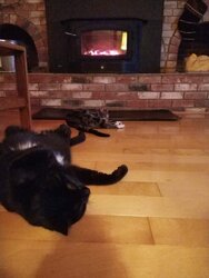 cats in front of fire.jpg